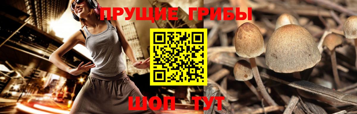 Бошки Шишки Надым